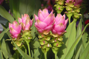 curcuma longa fleur massage en entreprise amatonic